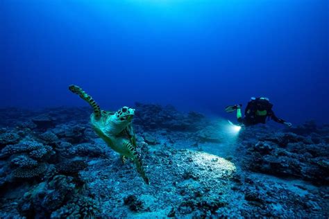 rolex documentaire|Rolex Perpetual Planet ‘Heroes of the Oceans’ Documentary.